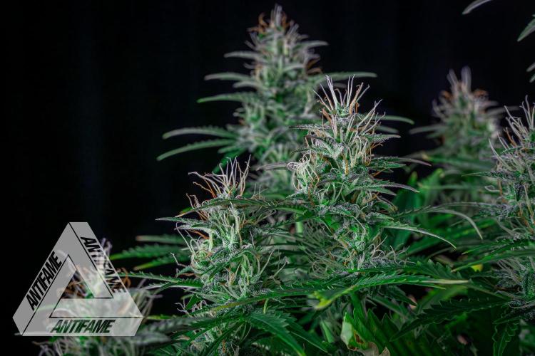 DIVINE SEEDS - Auto Northern Lights. Week 6