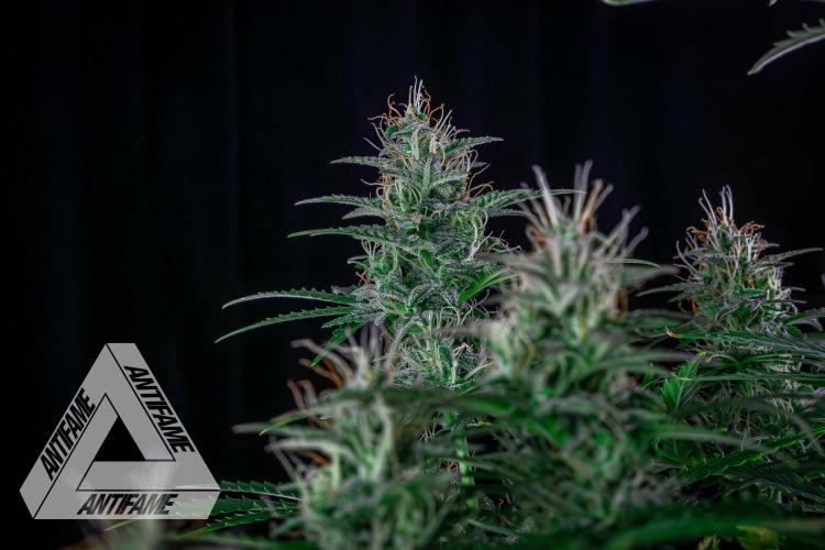 DIVINE SEEDS - Auto Northern Lights. Week 6