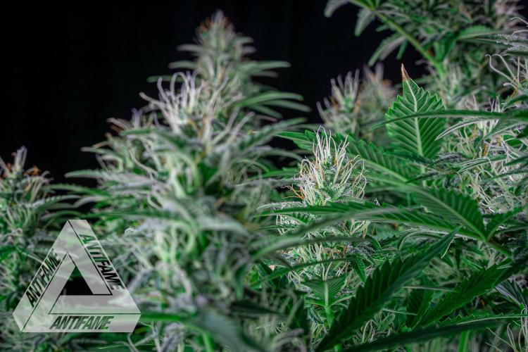 DIVINE SEEDS - Auto Northern Lights. Week 6