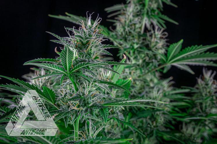 DIVINE SEEDS - Auto Northern Lights. Week 6