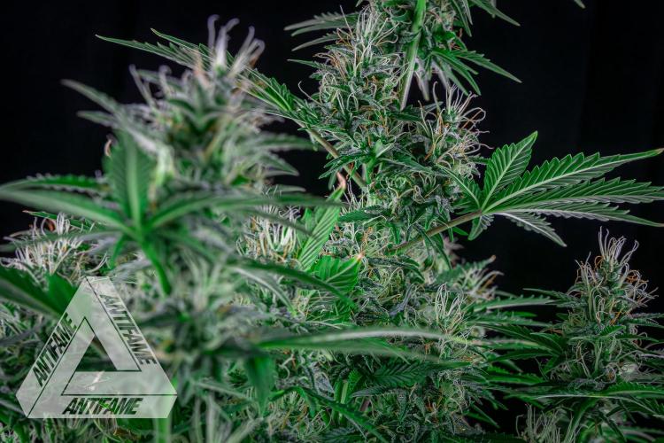 DIVINE SEEDS - Auto Northern Lights. Week 6