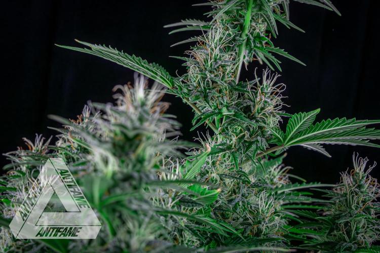 DIVINE SEEDS - Auto Northern Lights. Week 6