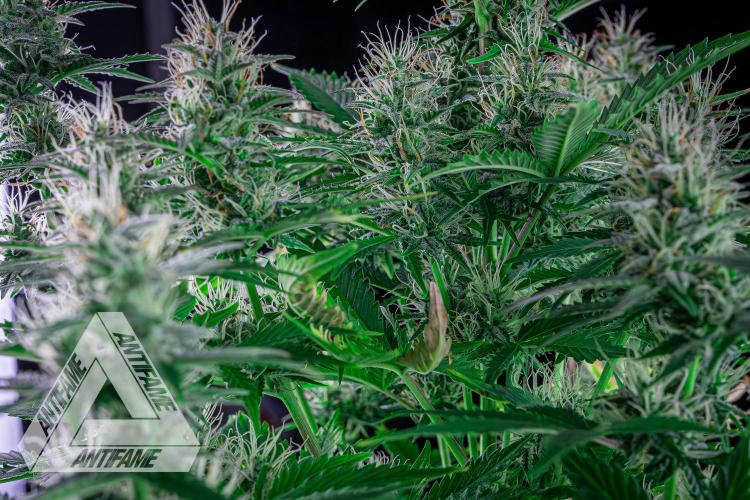 DIVINE SEEDS - Auto Northern Lights. Week 6