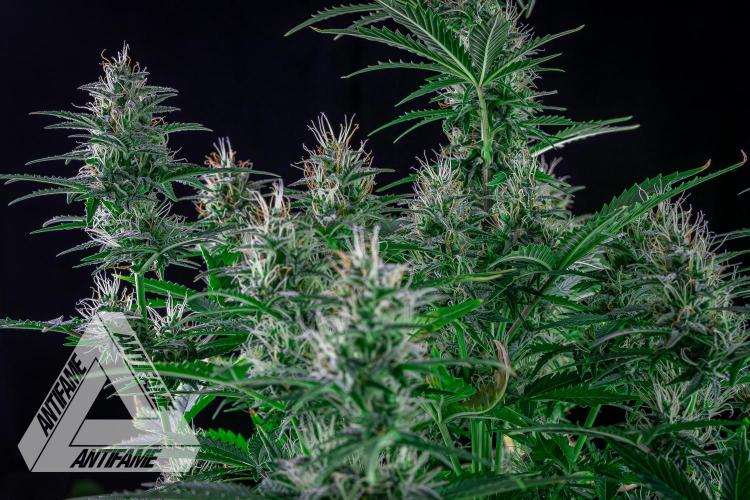 DIVINE SEEDS - Auto Northern Lights. Week 6