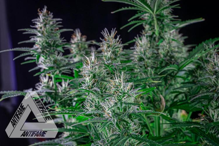 DIVINE SEEDS - Auto Northern Lights. Week 6