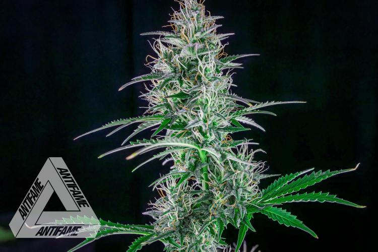 DIVINE SEEDS - Auto Northern Lights. Week 6