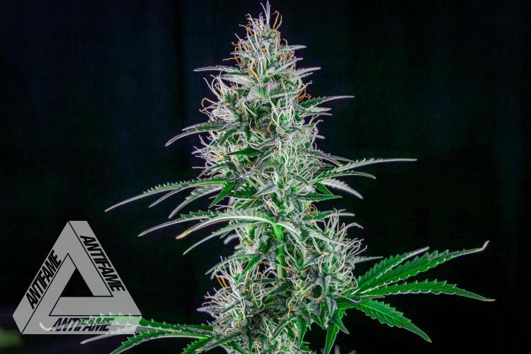 DIVINE SEEDS - Auto Northern Lights. Week 6