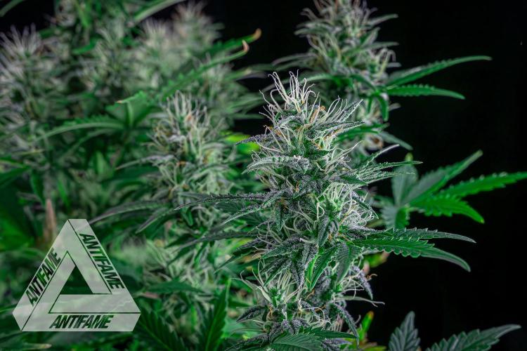 DIVINE SEEDS - Auto Northern Lights. Week 6