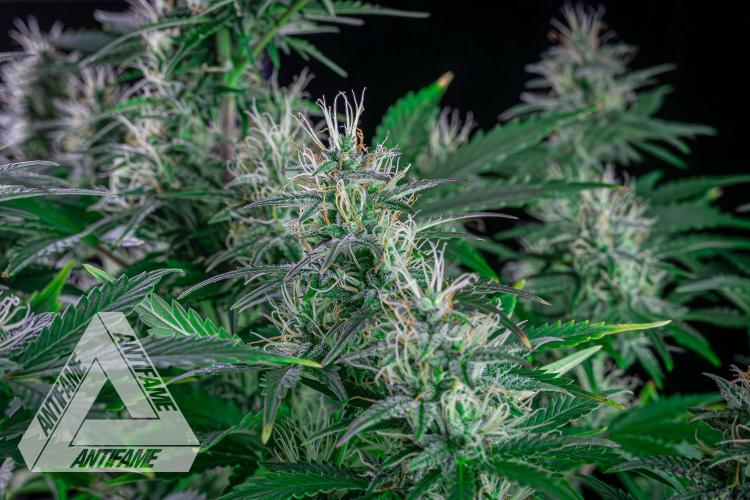 DIVINE SEEDS - Auto Northern Lights. Week 6