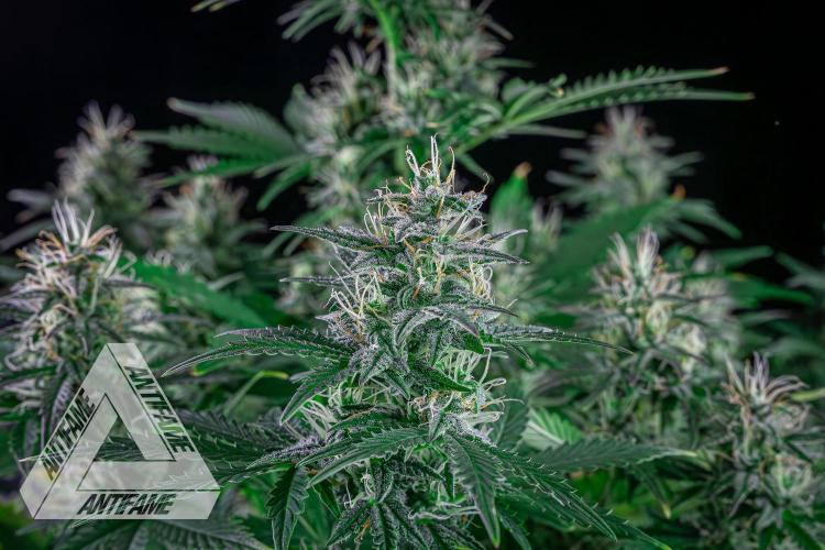 DIVINE SEEDS - Auto Northern Lights. Week 6