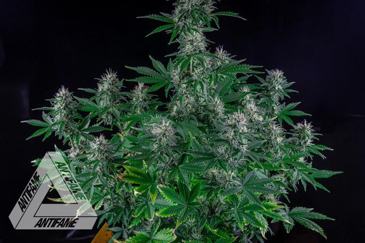 DIVINE SEEDS - Auto Northern Lights. Week 6