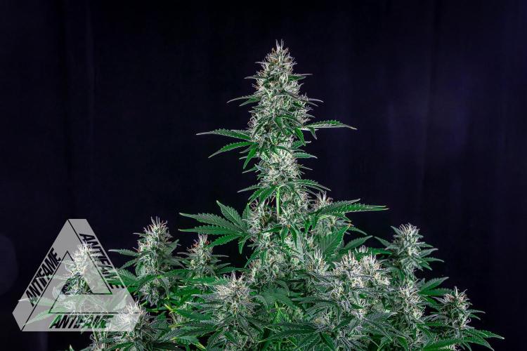 DIVINE SEEDS - Auto Northern Lights. Week 6