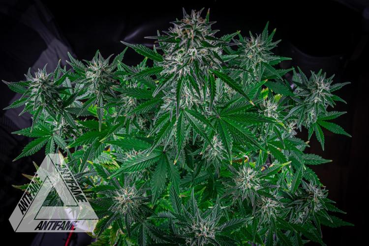 DIVINE SEEDS - Auto Northern Lights. Week 6