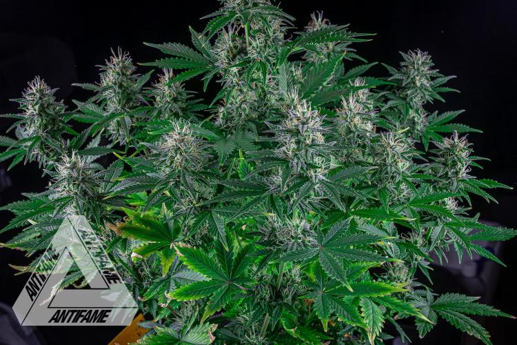 DIVINE SEEDS - Auto Northern Lights. Week 6