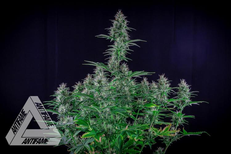 DIVINE SEEDS - Auto Northern Lights. Week 6