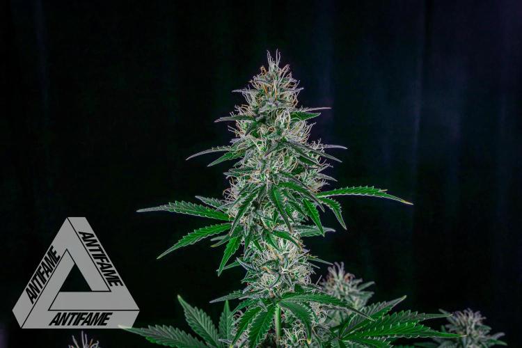 DIVINE SEEDS - Auto Northern Lights. Week 6