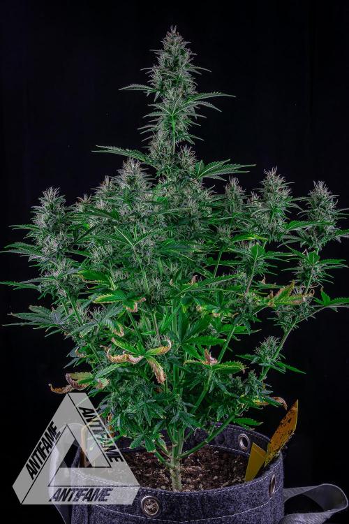 DIVINE SEEDS - Auto Northern Lights. Week 6