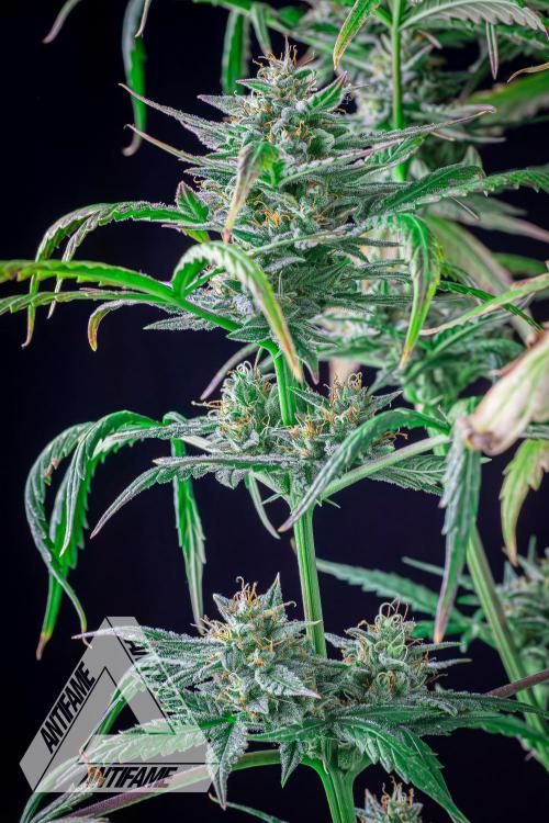 DIVINE SEEDS - Auto Divine Rapier. Week 12