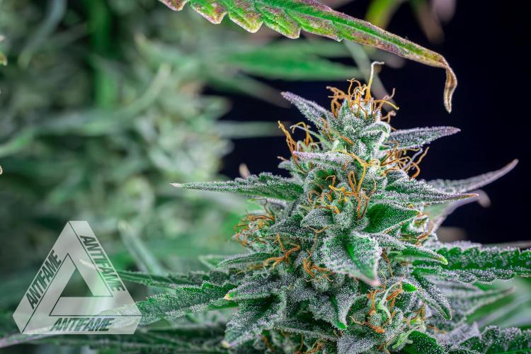 DIVINE SEEDS - Auto Divine Rapier. Week 12