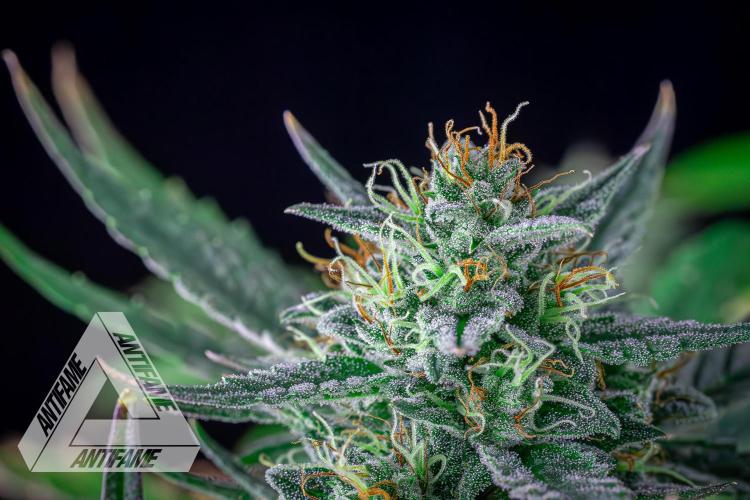 DIVINE SEEDS - Auto Divine Rapier. Week 12