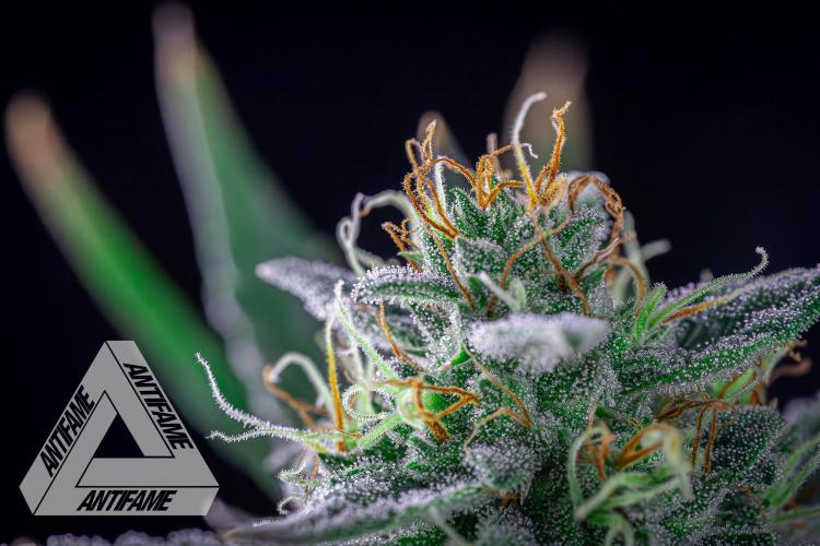 DIVINE SEEDS - Auto Divine Rapier. Week 12