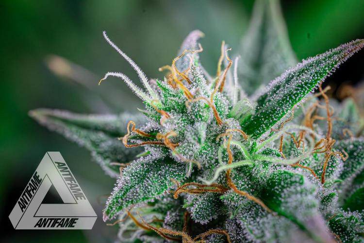 DIVINE SEEDS - Auto Divine Rapier. Week 12