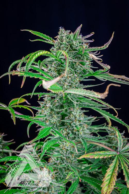 DIVINE SEEDS - Auto Divine Rapier. Week 12