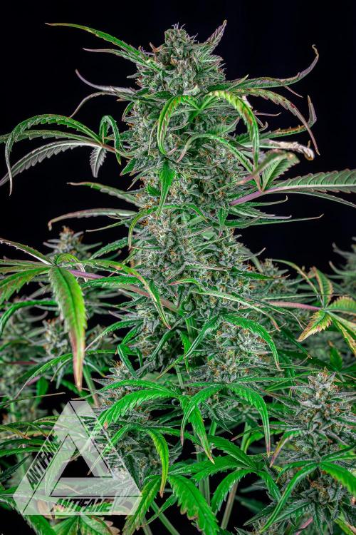 DIVINE SEEDS - Auto Divine Rapier. Week 12