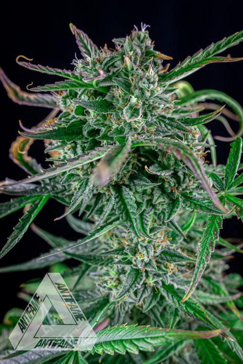 DIVINE SEEDS - Auto Divine Rapier. Week 12