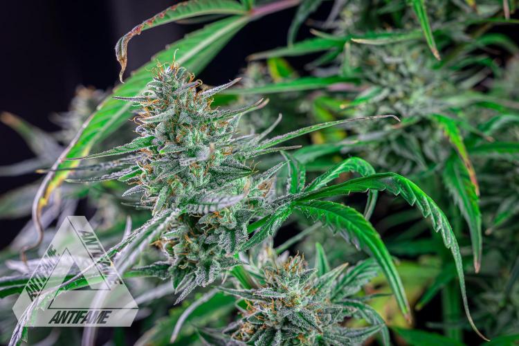 DIVINE SEEDS - Auto Divine Rapier. Week 12