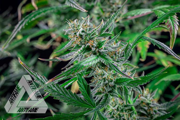 DIVINE SEEDS - Auto Divine Rapier. Week 12