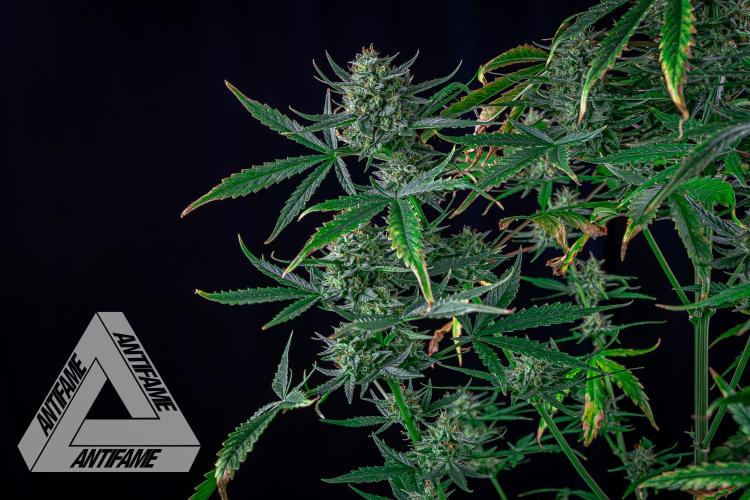 DIVINE SEEDS - Auto Divine Rapier. Week 12