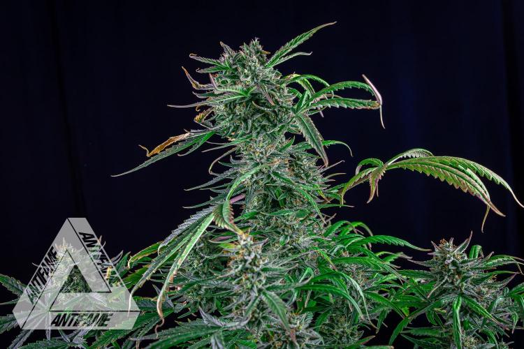 DIVINE SEEDS - Auto Divine Rapier. Week 12