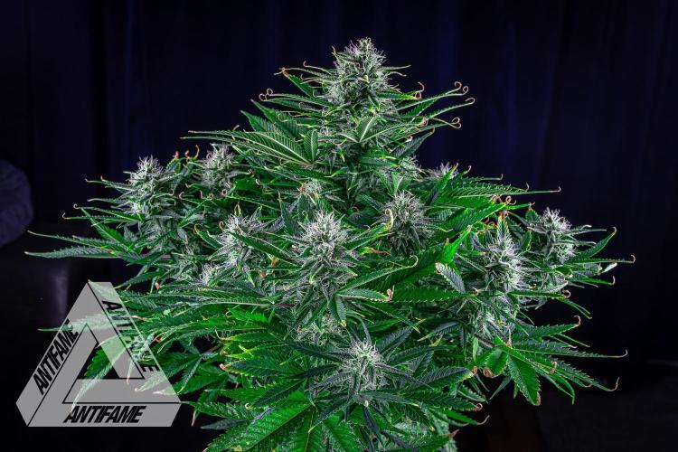 DIVINE SEEDS - Auto Black Opium. Week 9