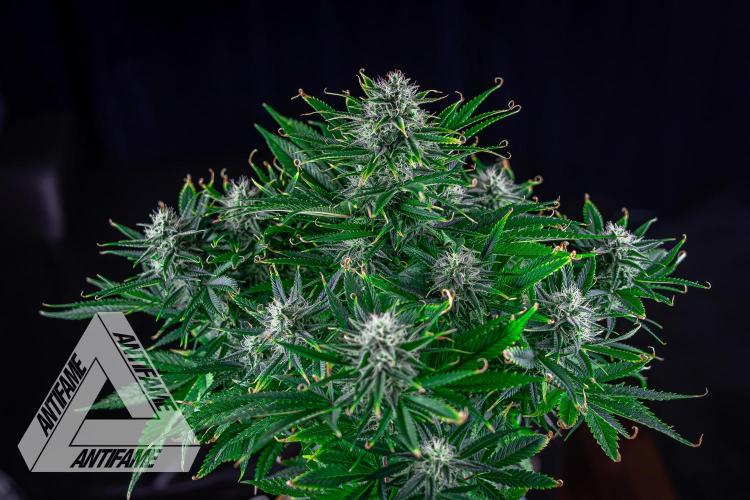 DIVINE SEEDS - Auto Black Opium. Week 9