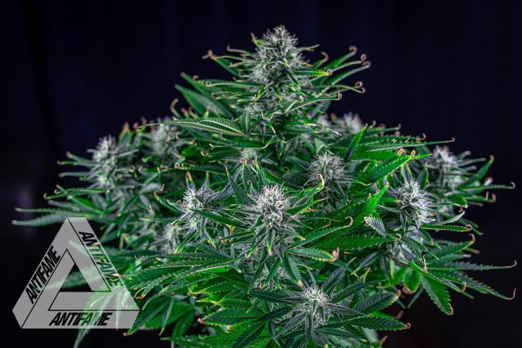 DIVINE SEEDS - Auto Black Opium. Week 9