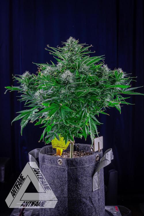 DIVINE SEEDS - Auto Black Opium. Week 9