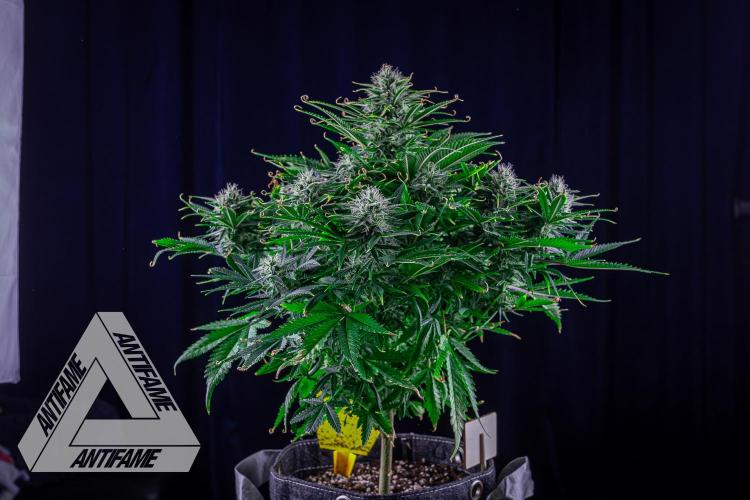 DIVINE SEEDS - Auto Black Opium. Week 9