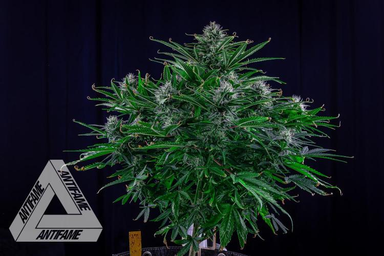 DIVINE SEEDS - Auto Black Opium. Week 9