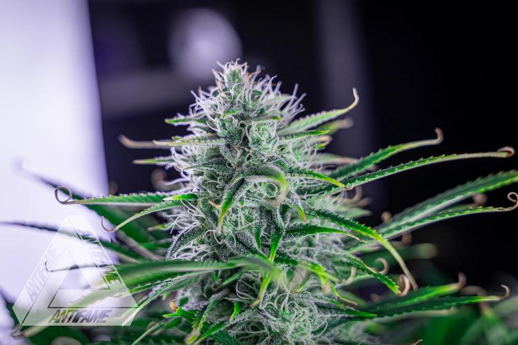 DIVINE SEEDS - Auto Black Opium. Week 9