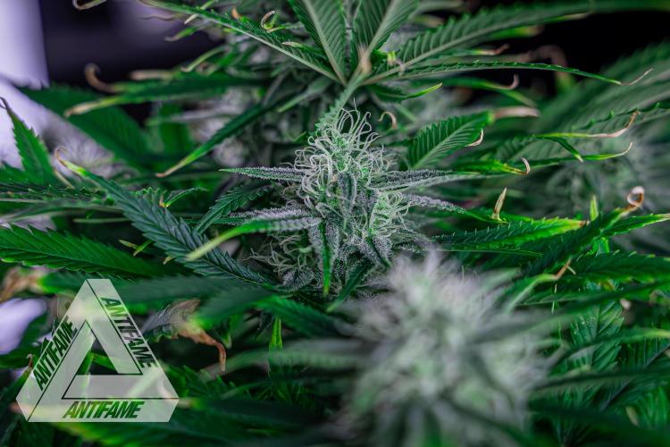 DIVINE SEEDS - Auto Black Opium. Week 9