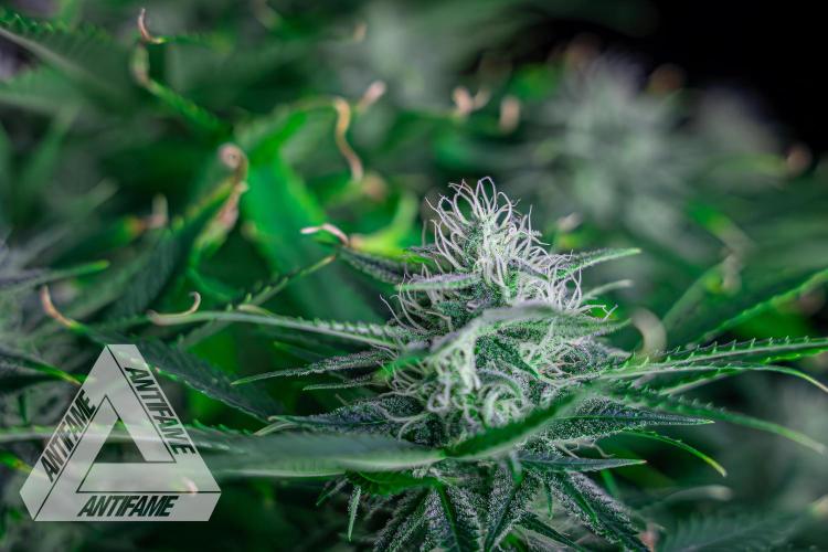 DIVINE SEEDS - Auto Black Opium. Week 9