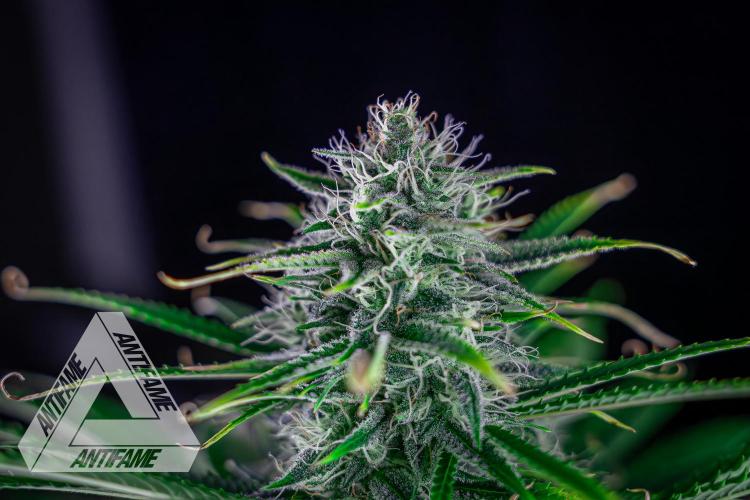 DIVINE SEEDS - Auto Black Opium. Week 9