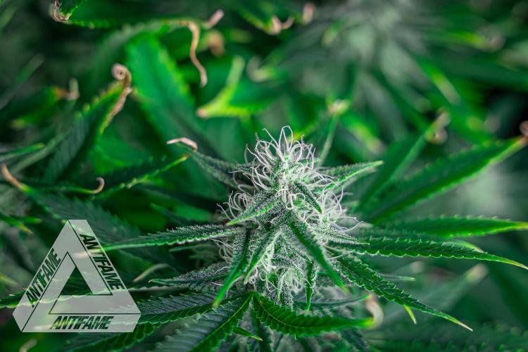 DIVINE SEEDS - Auto Black Opium. Week 9