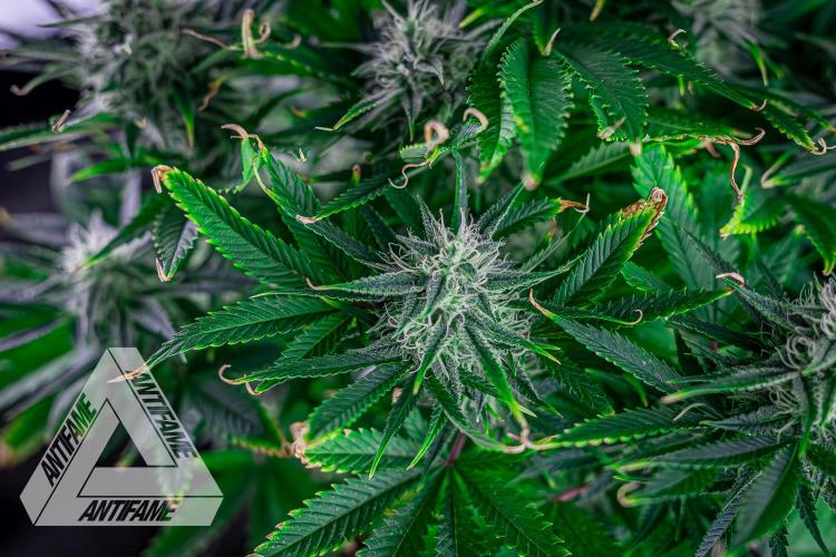 DIVINE SEEDS - Auto Black Opium. Week 9