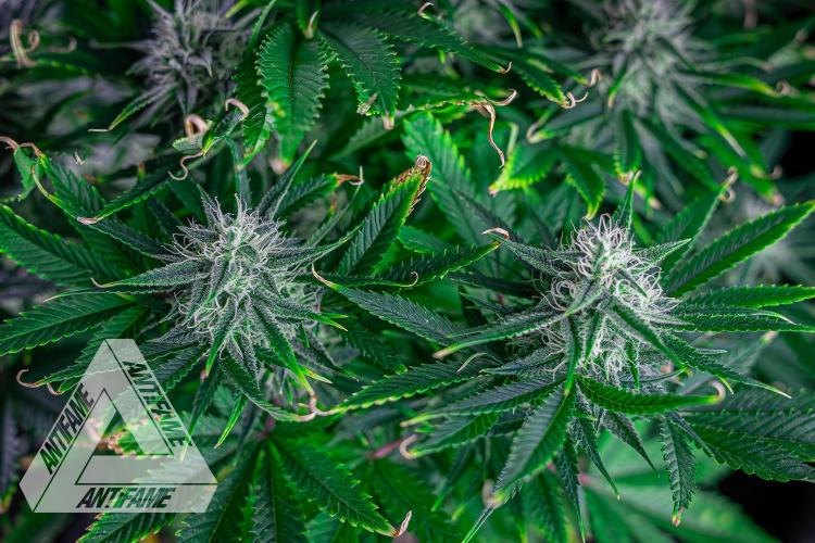 DIVINE SEEDS - Auto Black Opium. Week 9