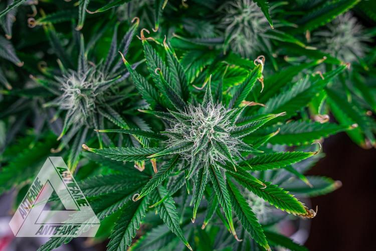 DIVINE SEEDS - Auto Black Opium. Week 9