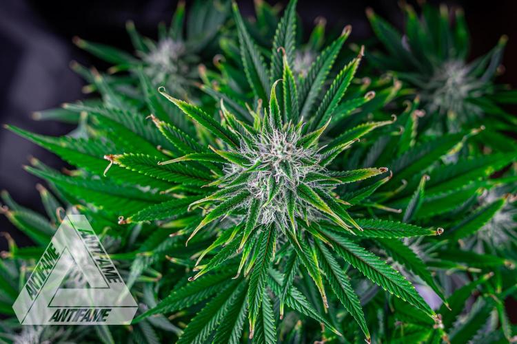 DIVINE SEEDS - Auto Black Opium. Week 9