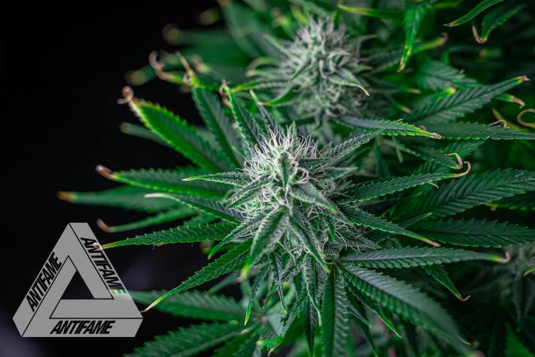 DIVINE SEEDS - Auto Black Opium. Week 9