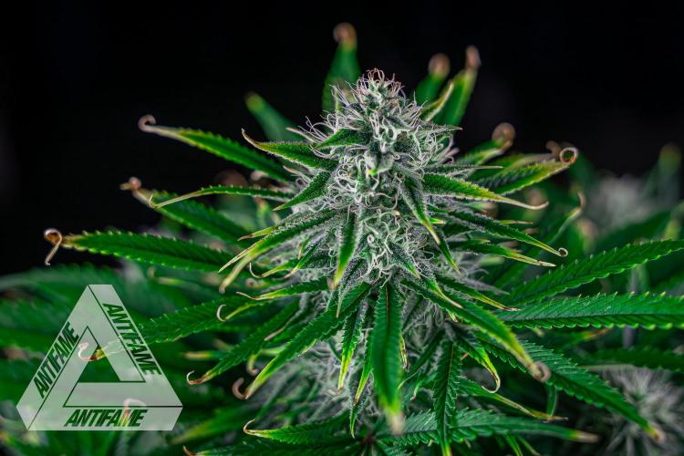 DIVINE SEEDS - Auto Black Opium. Week 9